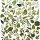 Набор мелких листьев плоской сушки, Сухоцветы для творчества, Грайворон,  Фото №1