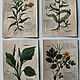 Quadriptych: ' Medicinal herbs' on coffee paper. Pictures. katfray. My Livemaster. Фото №6