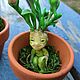 Mandrake sprout, a polymer clay miniature. Miniature figurines. Wizard's Little Shop (TigRaido). Online shopping on My Livemaster.  Фото №2