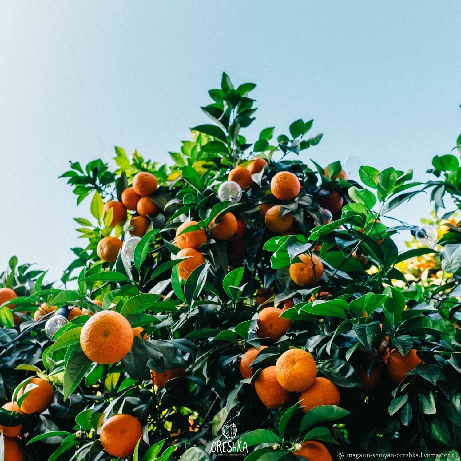 Growing orange. Мандариновое дерево в Абхазии. Мандарин это дерево или кустарник. Апельсиновое дерево. Как растут апельсины.