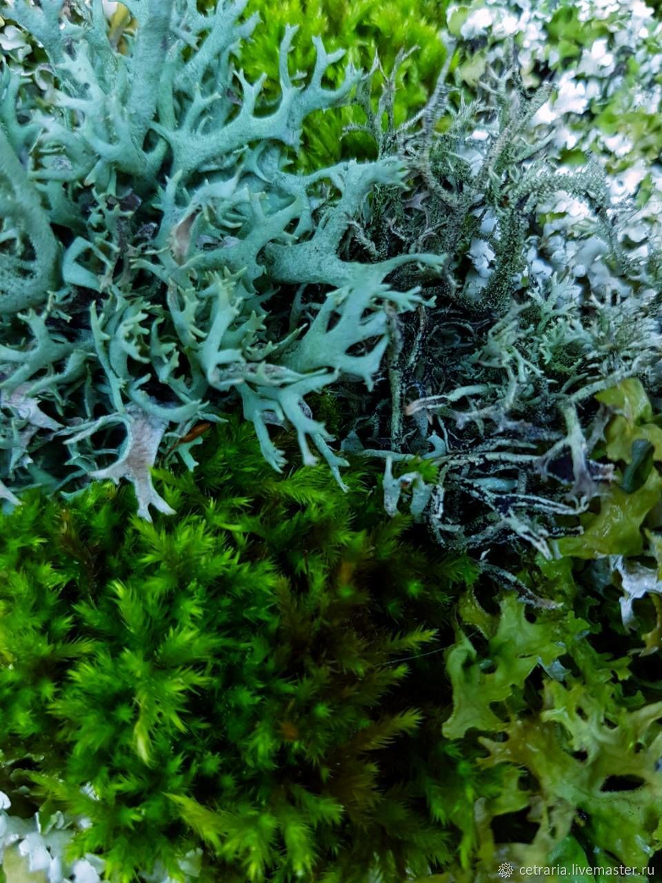 Исландский мох фото где растет как выглядит