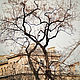 Tree art photography, Paris print, Paris City art, large wall art, Fine art photographs, Moscow,  Фото №1