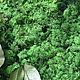 Stabilized fern moss (1 kg) from the manufacturer. Natural materials. Антонина Литовкина - Озеленение (Планета Флористики). Online shopping on My Livemaster.  Фото №2