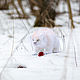 Mr.Snow, Мягкие игрушки, Курск,  Фото №1