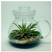 Флорариум: Мохариум к чаю (композиция из живых растений)