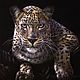 Леопард - картина пастелью, Картины, Москва,  Фото №1
