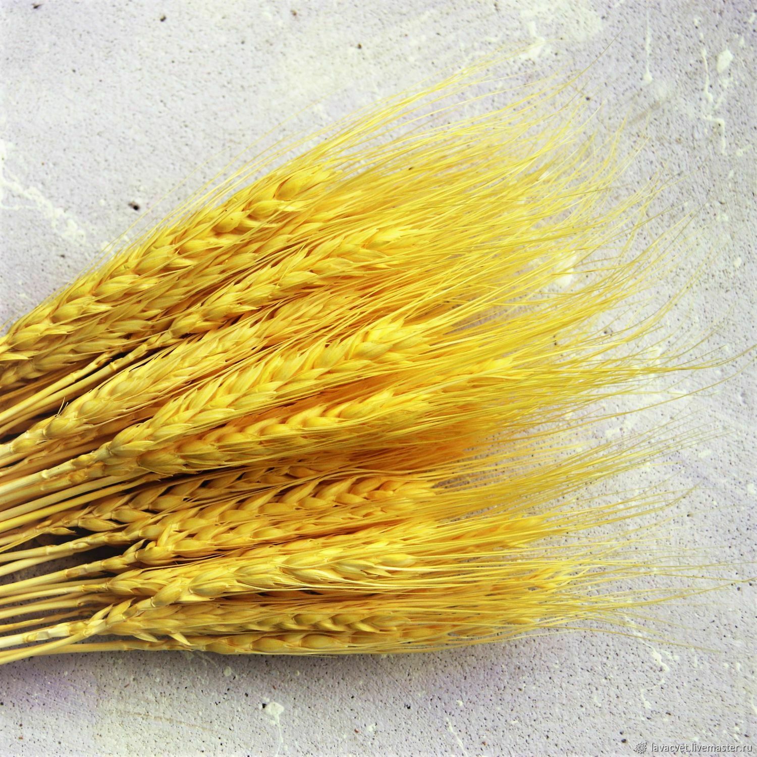 Колосья пшеницы на прозрачном фоне
