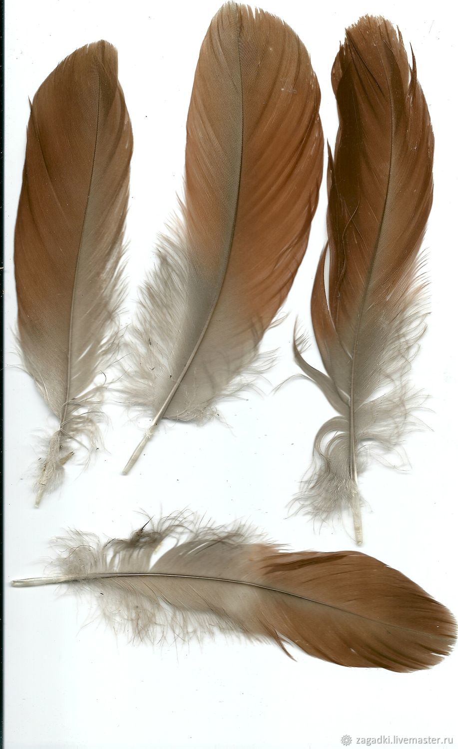 Варианты перьев птиц. Перья птиц. Птичье перо. Гусиные перья для декора. Коричневое перо.