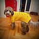 Заказать Свитер “Lemons” для собак. MyWoollyPet. Ярмарка Мастеров. . Одежда для питомцев Фото №3