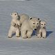 Order Family of polar bears. home zoo (almaz63). Livemaster. . Felted Toy Фото №3