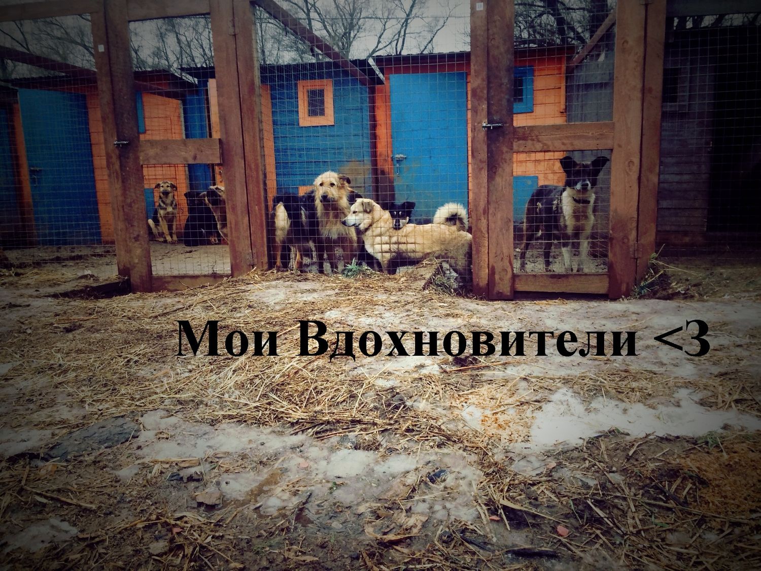 Мои Вдохновители - приютские животные! <3