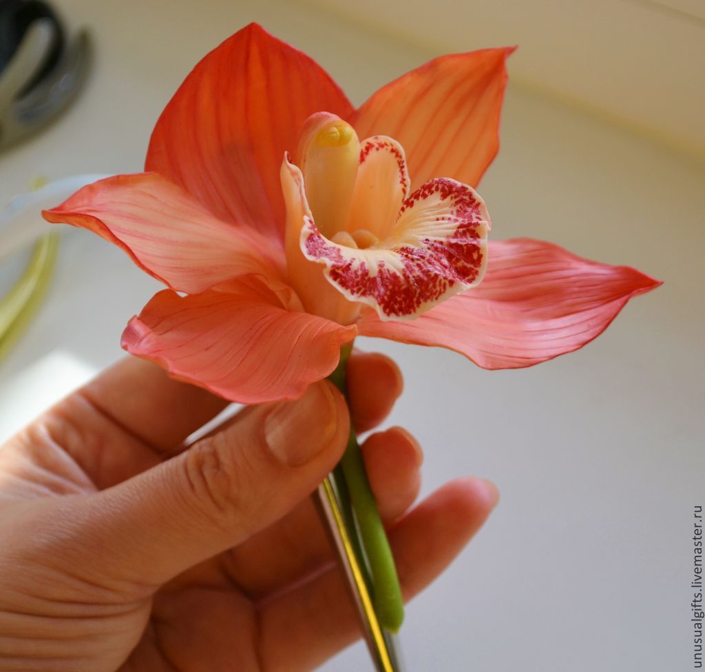 Азиан коралл орхидея фото