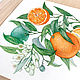 Апельсин. Ботаническая иллюстрация. Авторская акварель, Картины, Санкт-Петербург,  Фото №1