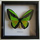 Бабочка Голиаф Ornithoptera goliath, Картины, Лотошино,  Фото №1