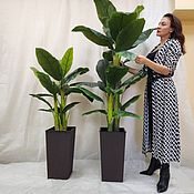 Искусственное растение Драцена Премиум