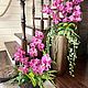 Орхидеи в кашпо, Комнатные растения, Зеленоград,  Фото №1