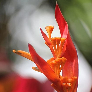 Картины и панно ручной работы. Ярмарка Мастеров - ручная работа FLORA collection "Кармен...", Авторская фотокартина, Бали, 2018 г.. Handmade.