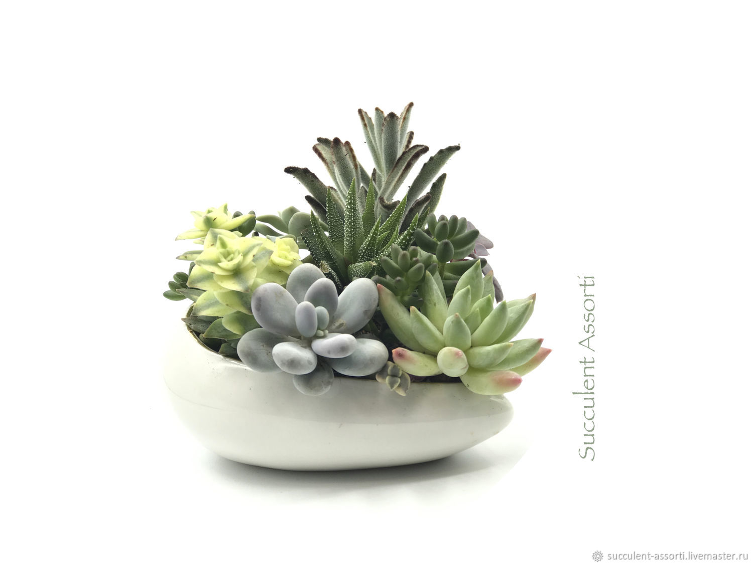 Суккуленты в кашпо "Валентинка" – заказать на Ярмарке Мастеров ...