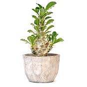Цветы и флористика handmade. Livemaster - original item Flower pot made of concrete Faces Loft style Minimal under a cactus. Handmade.