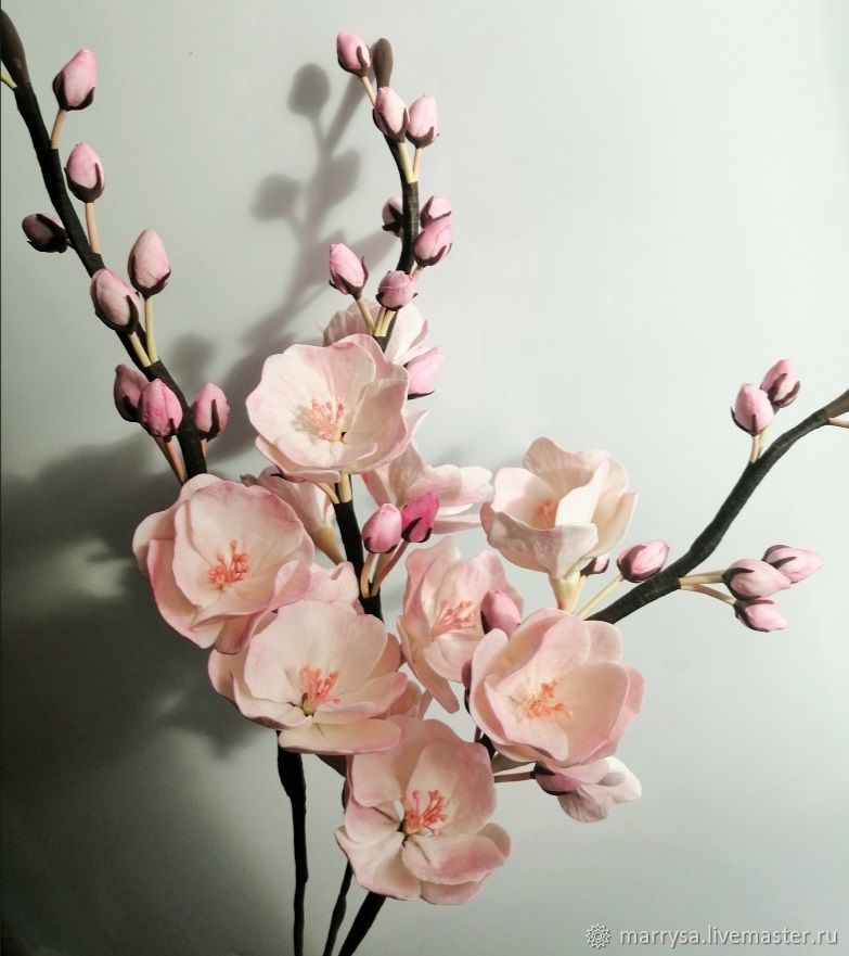 Цветы сакуры - 84 фото