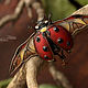 Brooch-pin: ' Coccinellida ' beetle, ladybug, modern. Brooches. House Of The Moon Dew. My Livemaster. Фото №5