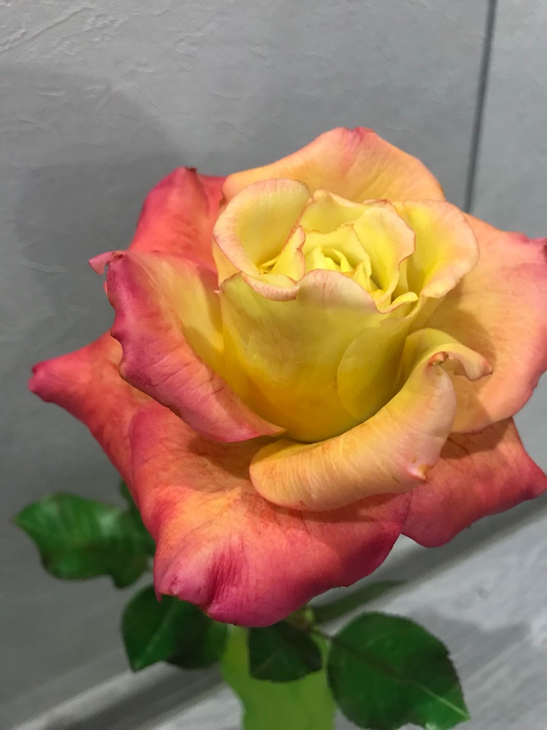Роза похожая на розу Пульман Ориент экспресс