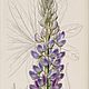  Meadow lupin/Луговой люпин. Авторские натуральные духи. Духи. tamanu. Ярмарка Мастеров.  Фото №4