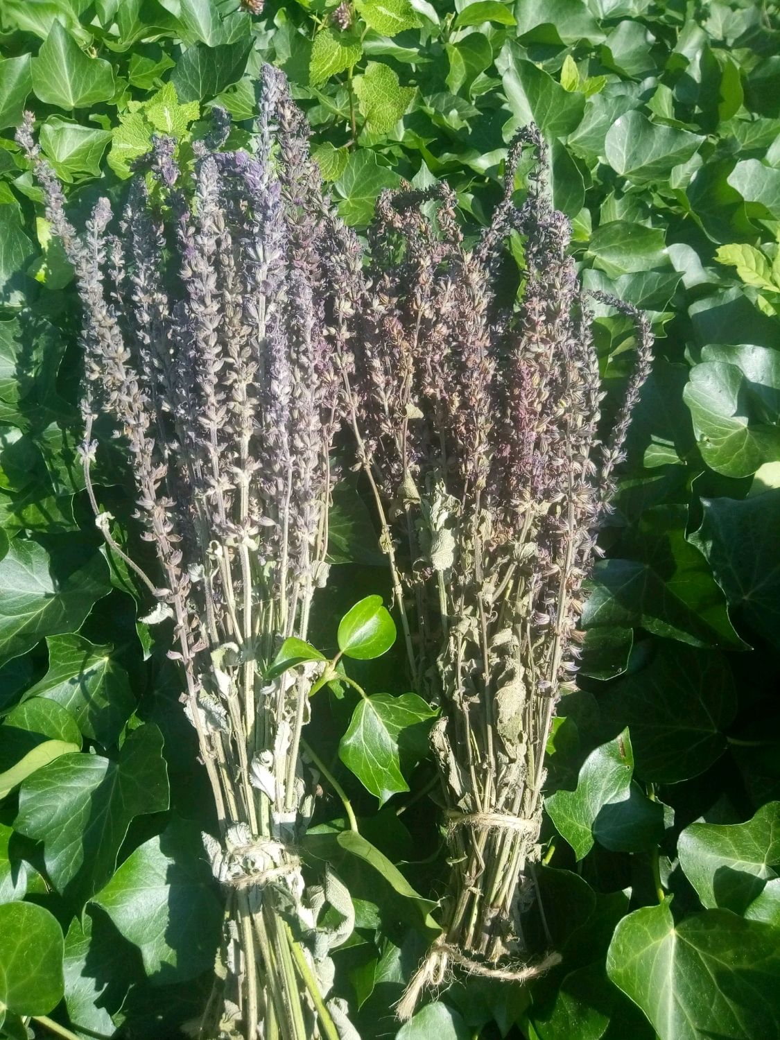 Шалфей лекарственный - запарочный букет – заказать на Ярмарке Мастеров ...