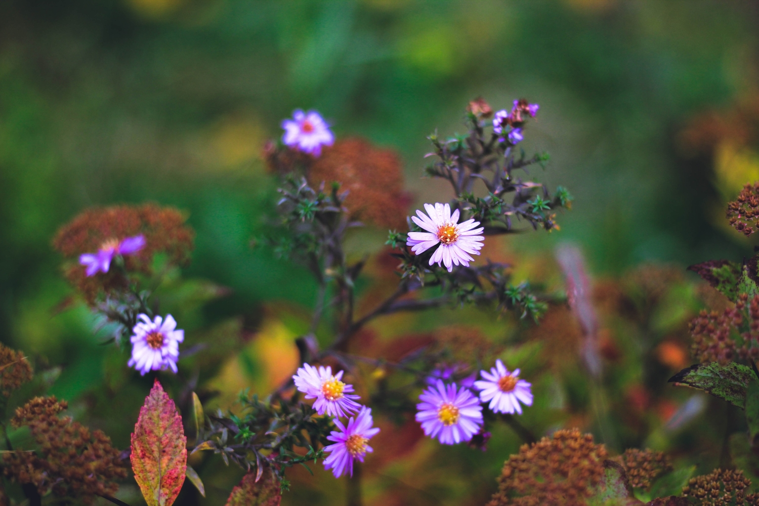 Природа)