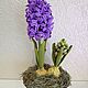 Hyacinth from Tamarana, Composition, Abinsk,  Фото №1