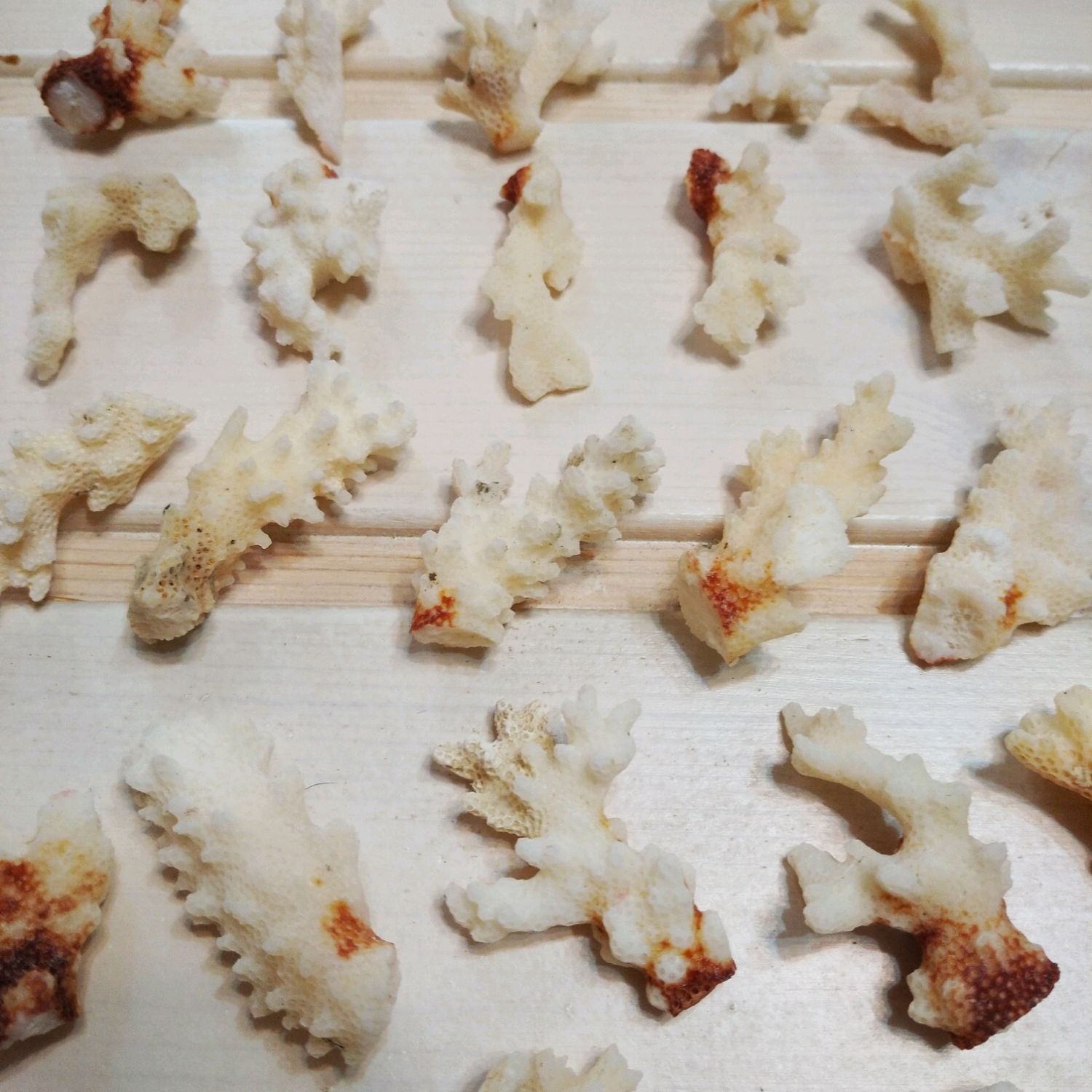 Кораллы-мини морские натуральные (3-9см) 1шт купить в интернет-магазине ...