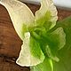 Винтаж: Большая ваза Daum Nancy, модель «Орхидея», хрустальная паста, Франция. Вазы винтажные. Brocante chez Alla. Ярмарка Мастеров.  Фото №6