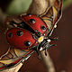 Brooch-pin: ' Coccinellida ' beetle, ladybug, modern. Brooches. House Of The Moon Dew. My Livemaster. Фото №4