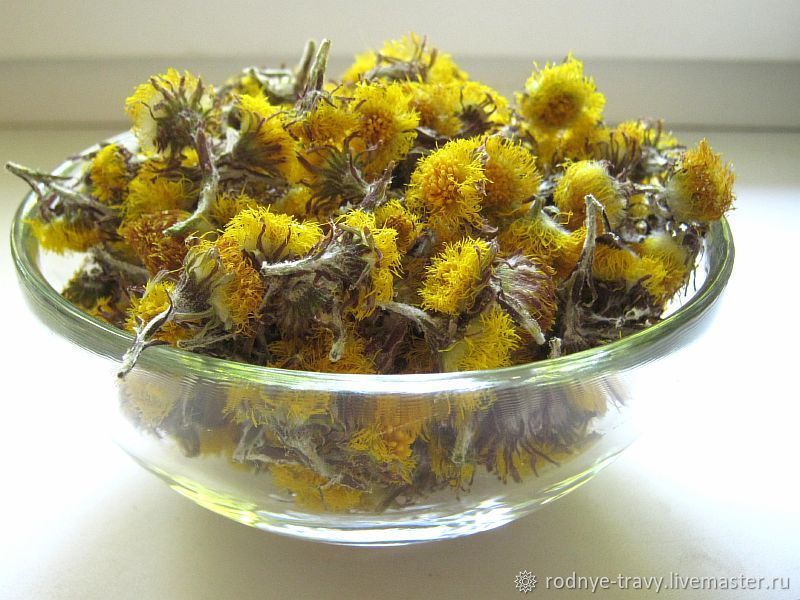Мать-и-мачехи цветы. Сбор 2022 г – купить на Ярмарке Мастеров – IS9AHRU ...