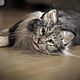 Maine Coon cat. Realistic toy, Stuffed Toys, Tyumen,  Фото №1