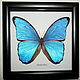 Бабочка Морфо Дидиус Morpho didius, Картины, Лотошино,  Фото №1
