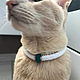Collar for cats, collar for dogs, Dog - Collars, Novosibirsk,  Фото №1