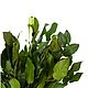 Стабилизированные ветви "Salal Green". Цветы сухие и стабилизированные. Flority. Интернет-магазин Ярмарка Мастеров.  Фото №2