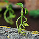 Bowtruckle (Lukotrus, Lechuk, Fantastic Beasts, rouling, Harry Potter), Miniature figurines, Rostov-on-Don,  Фото №1