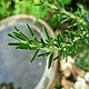Oily and combination natural Rosemary, Tonics, Moscow,  Фото №1