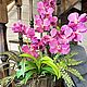 Орхидеи в кашпо. Комнатные растения. buket.buffet.decor/ Lana R. Ярмарка Мастеров.  Фото №6