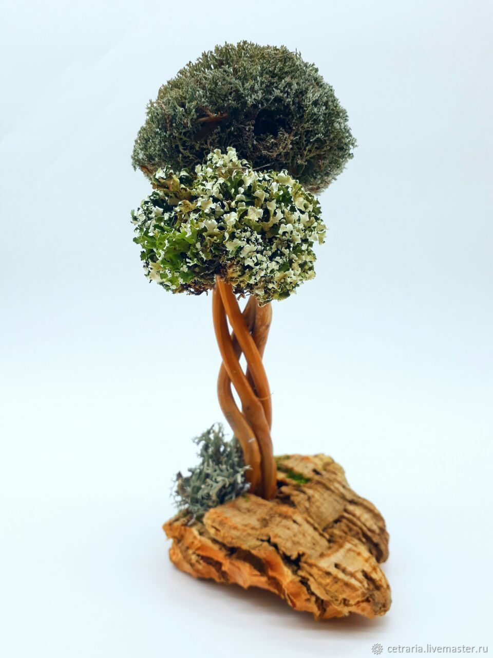 какое дерево подарить