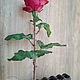 Rose with thorns made of cold porcelain. Bouquets. Marina Zhadan. My Livemaster. Фото №4