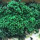 Stabilized layer moss (thick) 0,5 kg from the manufacturer, Phyto, Belgorod,  Фото №1