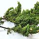 Ветка 125см.Кипарис Аризонский серый Новогодняя флористика. Елки. DARK FLORIST Флористика Декор ЦВЕТЫ. Ярмарка Мастеров.  Фото №7