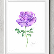 Картины и панно handmade. Livemaster - original item Pictures: Pictures: Flower Purple rose watercolor. Handmade.