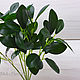 Кустик толстянки 13304. Цветы искусственные. SM-Floristic (искусственные цветы) (sm-floristic). Ярмарка Мастеров.  Фото №4
