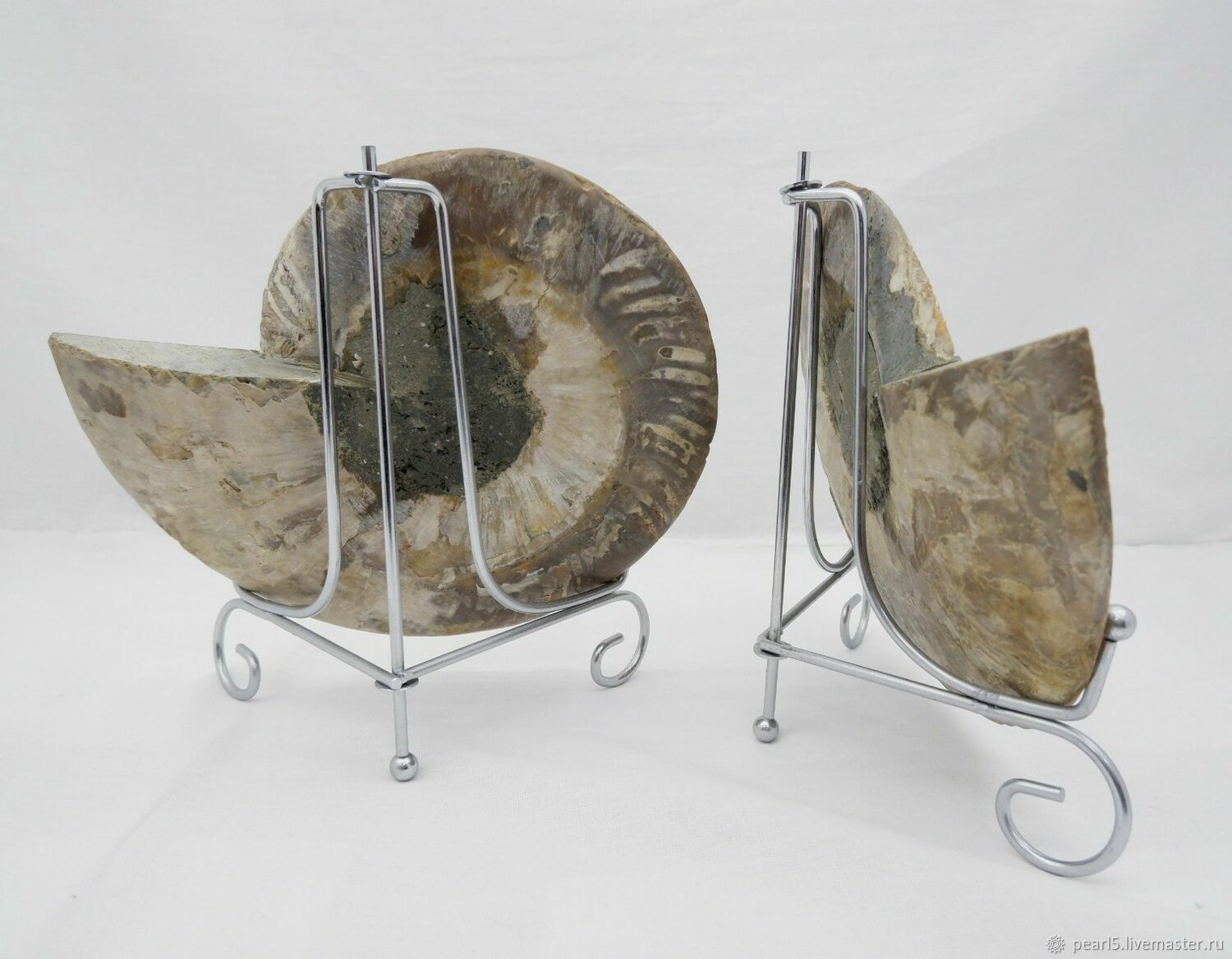 Раковина "Аммонит в разрезе" на подставке №15 в интернет-магазине на ...