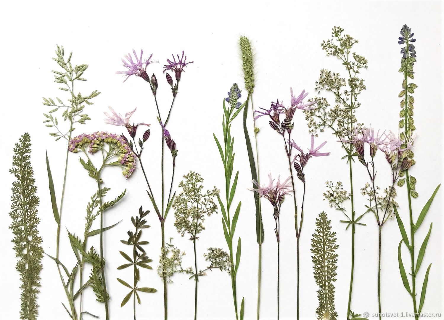 Набор растений плоской сушки № 1, луговые травы в интернет-магазине ...