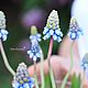 Handmade muscari made of floral polymer clay. Composition. Gorchakova. Online shopping on My Livemaster.  Фото №2